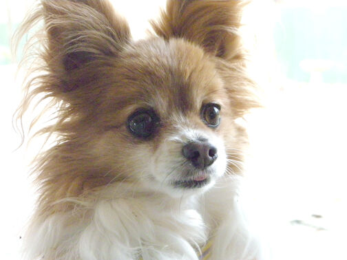 Thoughts about puppy love
